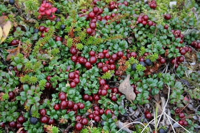 berries