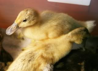 duckling