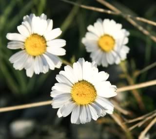 daisys