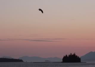 eagle and sunset