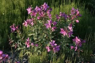 roadside fireweed