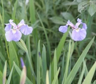 irises