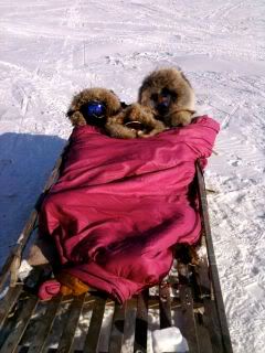 kids on sled
