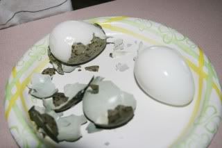 seagull eggs 1
