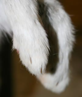 Unlucky Rabbits feet