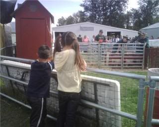 pig races