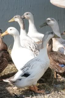 big ducks