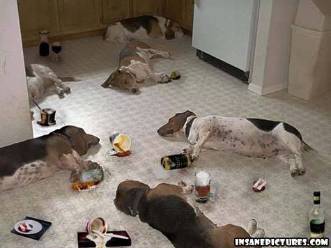 DrunkDogs.jpg Drunk Dogs image by stephfogel