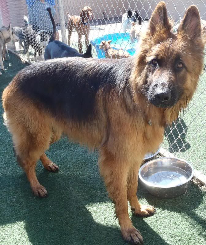 Coated shepherd, undercoat? German Shepherds Forum