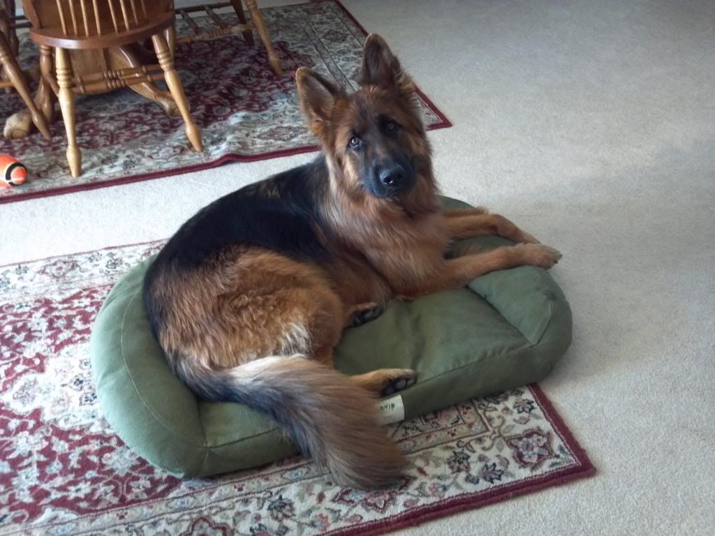 Coated shepherd, undercoat? German Shepherds Forum