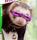 ferrett Pictures, Images and Photos