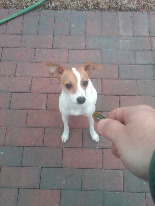 (6034876) Dog owners get more exercise, provided they