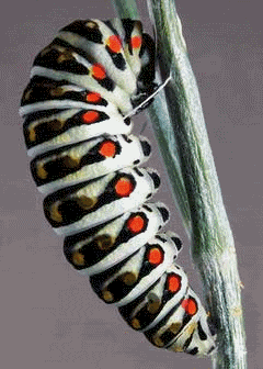 caterpillar Pictures, Images and Photos