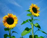 Sunflower Pictures, Images and Photos