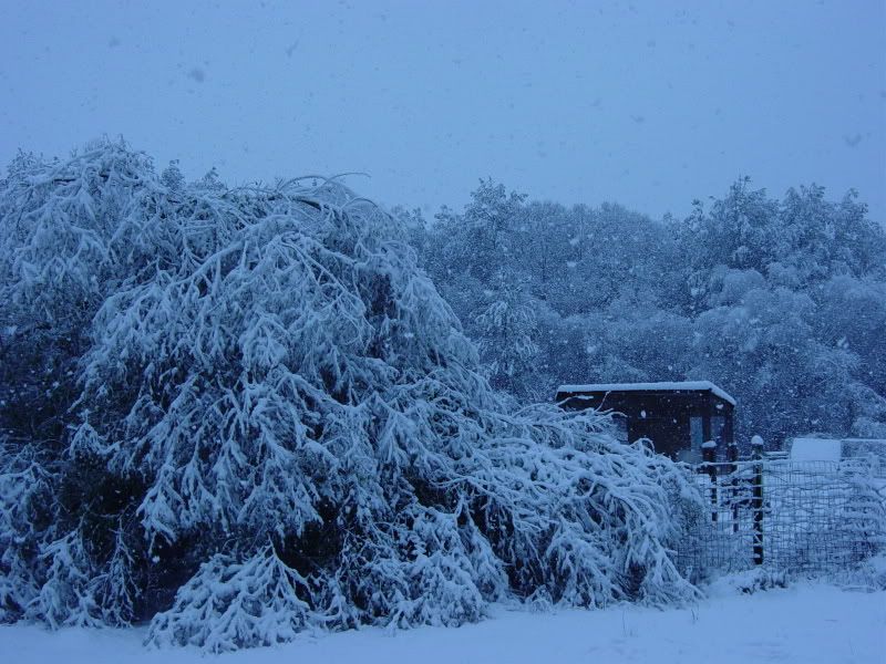 Southern Snowstorm - Countryside Families