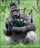 gorilla bagpipes photo: gorilla playing bagpipes th12481_453b865fd7a5b.jpg