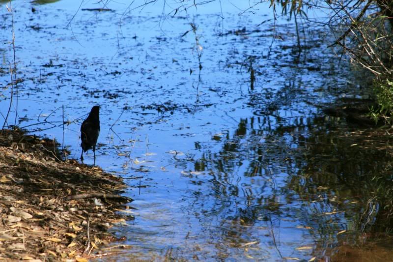 IMAGE: http://i108.photobucket.com/albums/n32/cactuscowgirlaz/IMG_2184.jpg