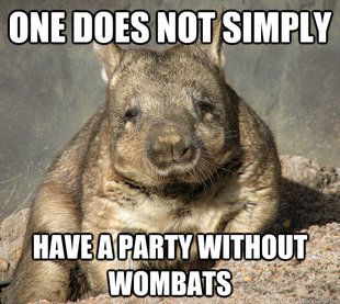 wombatparty_zps41b1a9dc.jpg