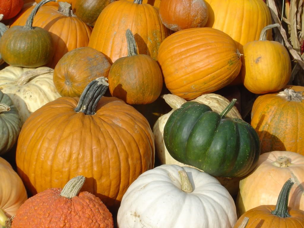 Pumpkins Pictures, Images and Photos