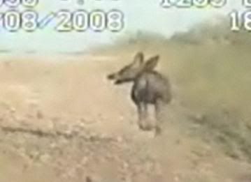 Chupacabra Cuero Texas