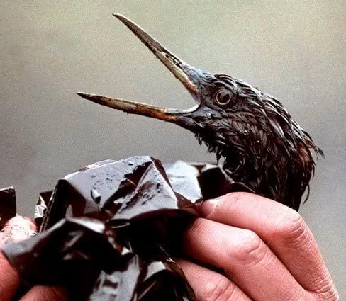 Oil-covered bird, Exxon Valdez disaster 1989