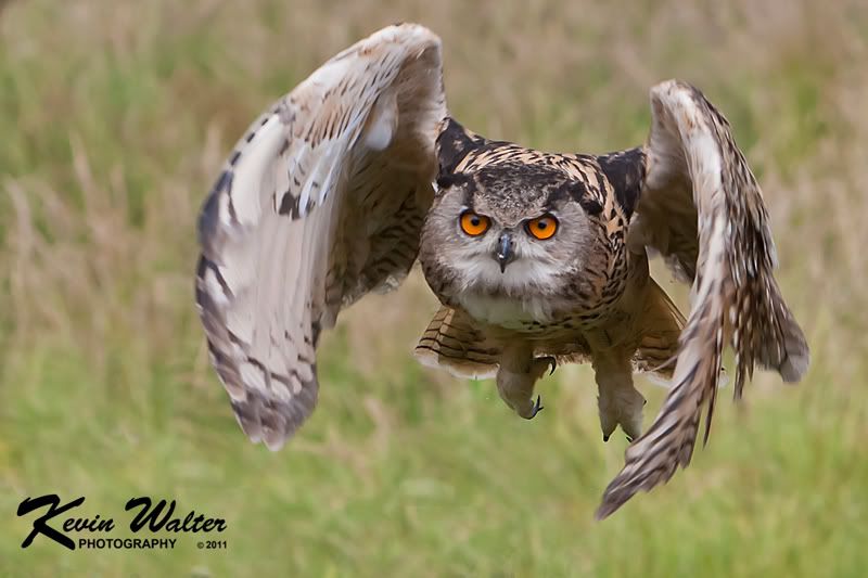 Barn Owl Centre Gloucester Uk Birds In Photography On The Net