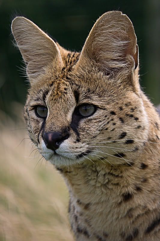 IMAGE: http://i108.photobucket.com/albums/n35/hyponotic63/Malawi.jpg