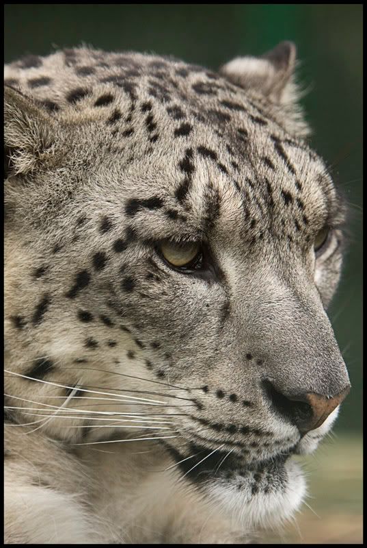 IMAGE: http://i108.photobucket.com/albums/n35/hyponotic63/SnowLeopard.jpg