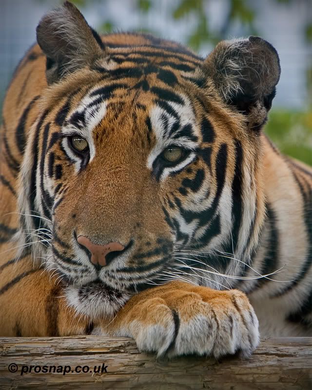 IMAGE: http://i108.photobucket.com/albums/n35/hyponotic63/Tiger-2.jpg