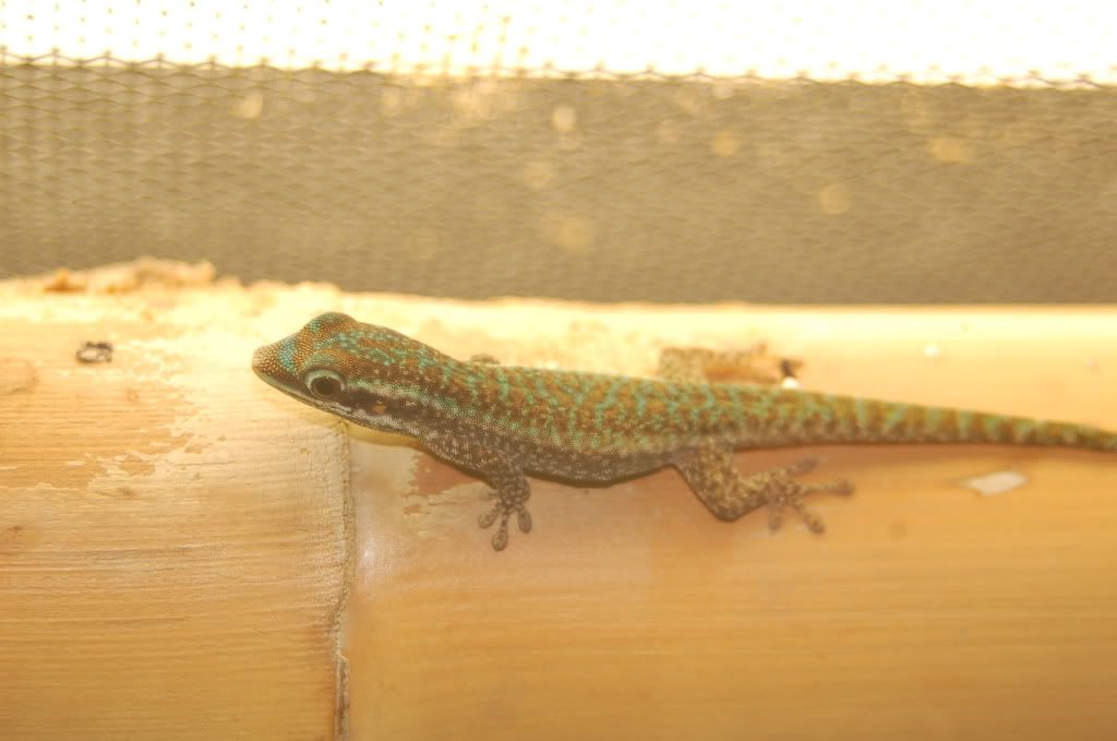 DSC_0934.jpg