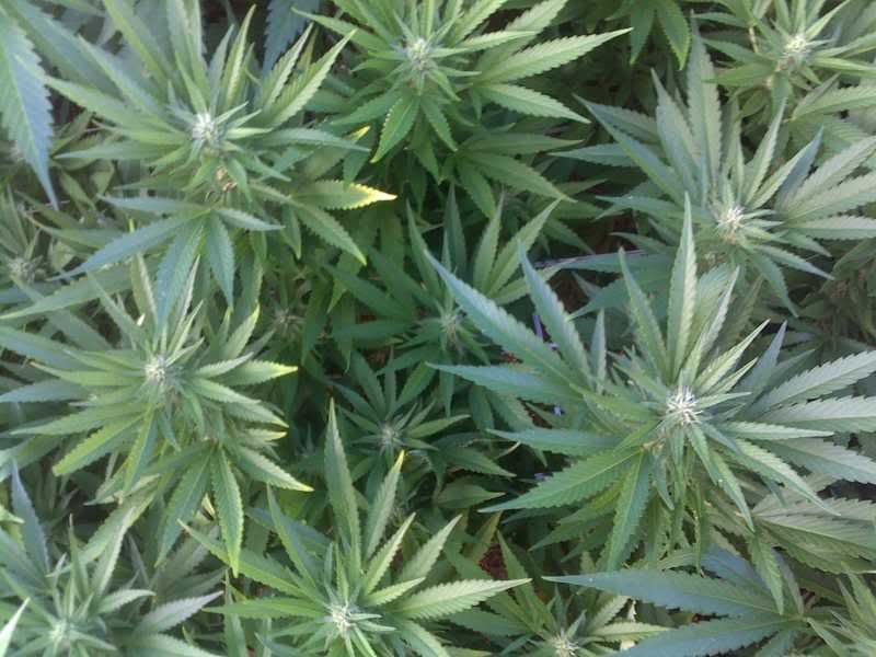 Mr Mean�s Ganja Greenhouse Jornal 2010 Page 3