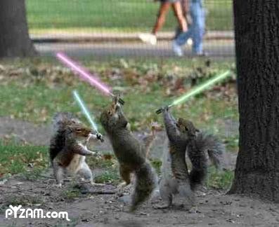 funny squirrel pictures. funny squirrel cool cute