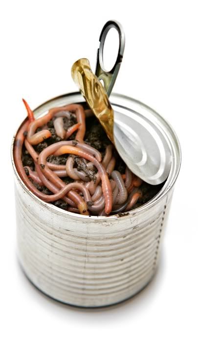 can-of-worms1.jpg