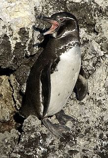 [Image: 220px-Galapagos_penguin_28Spheniscu.jpg]