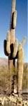 [Image: saguaro_cactus.jpg]