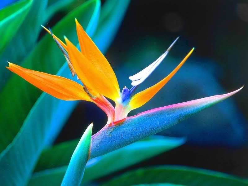 Birds of Paradise - Exotic Flower Birds of Paradise - Exotic Flower