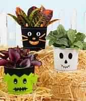 Halloween Haunts Trio Halloween Haunts Trio