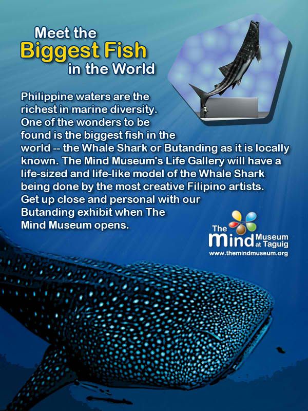 The Mind Museum Butanding Whale Shark - The Biggest Fish in the World