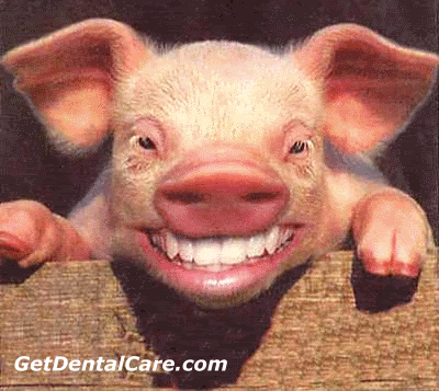 pigsmilelg.gif big teeth pig image by rmichael984