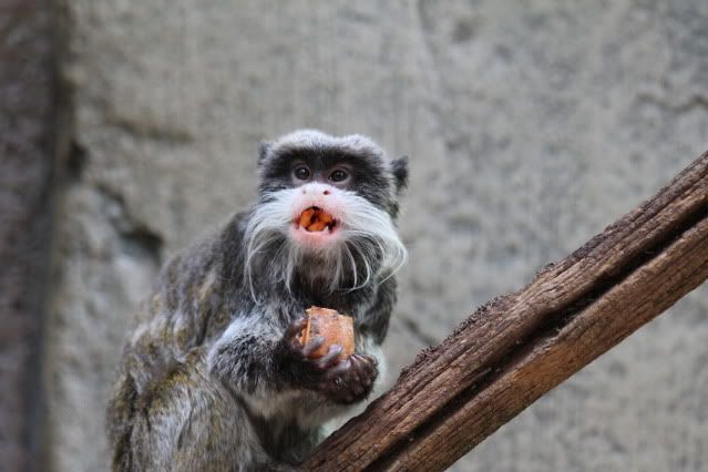 IMAGE: http://i108.photobucket.com/albums/n39/pumba1906/IMG_1511.jpg