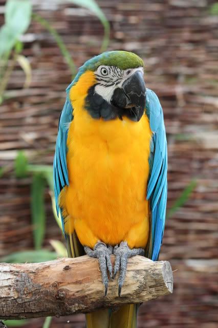 IMAGE: http://i108.photobucket.com/albums/n39/pumba1906/IMG_1541.jpg