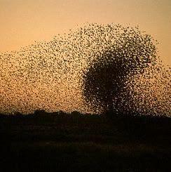 swarms