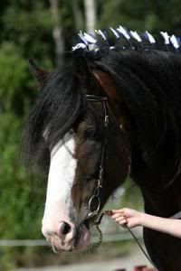 clydesdale1.jpg