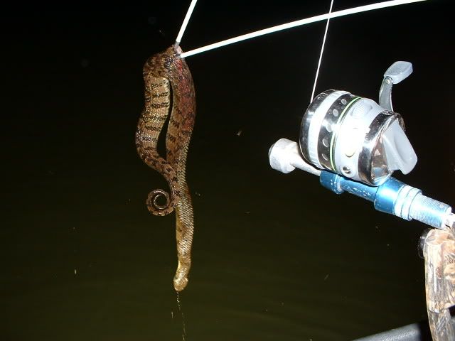 Bowfishing Backgrounds