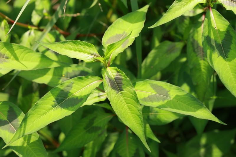 伏毛蓼,短毛蓼 polygonum pubescens 蓼科(草本)