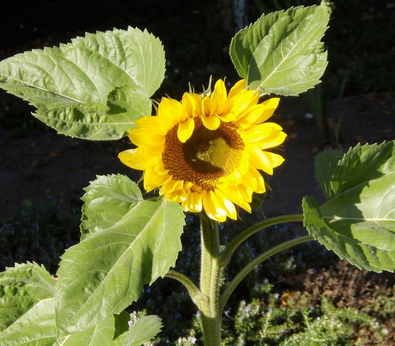 [Image: sunflower.jpg]