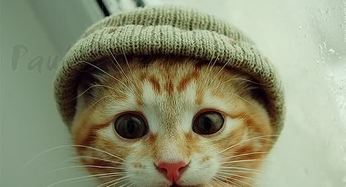 http://i108.photobucket.com/albums/n7/ferris209/America/Cats/cat-with-hat.jpg