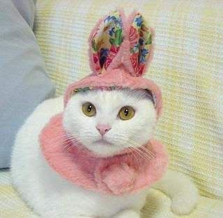 http://i108.photobucket.com/albums/n7/ferris209/America/Cats/cat_bunny_hat.jpg