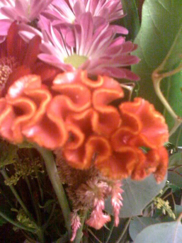 Crazy brain coral flower! Reef Central Online Community