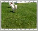 102_3473.mp4 video by redtrinity420
